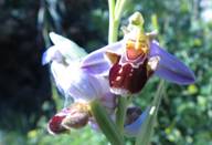 ophrys